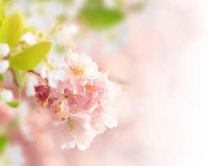 Fototapeta na wymiar Spring border background with pink blossom