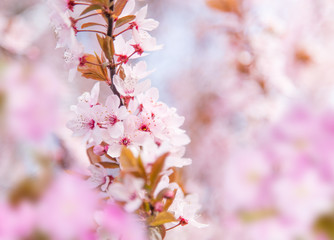 Spring border background with pink blossom