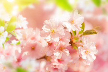 Fototapeta na wymiar Spring border background with pink blossom
