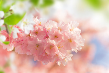 Obraz premium Spring border background with pink blossom