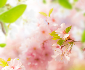 Obraz na płótnie Canvas Spring border background with pink blossom