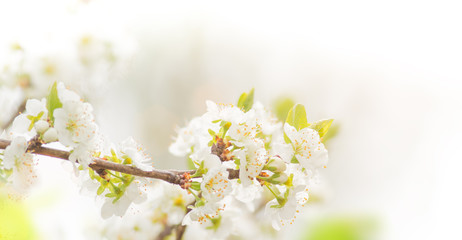 Spring border background with pink blossom