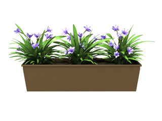 potted plant flowers