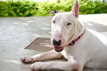 White English Bull Terrier Dog at home terrace