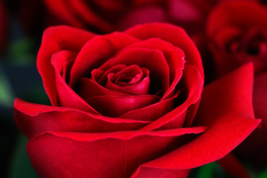 close-up on red rose