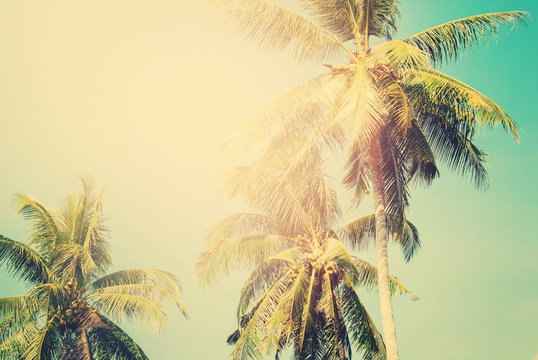 Palm trees in sun light on blue sky. background for travel design
