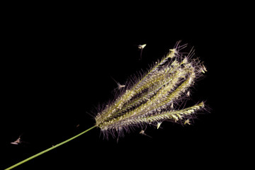 Fototapeta premium Grass on black background.
