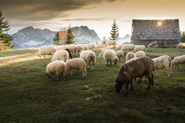 Troupeau de moutons paissant