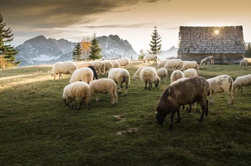 Crédence de cuisine en verre imprimé Moutons Troupeau de moutons paissant
