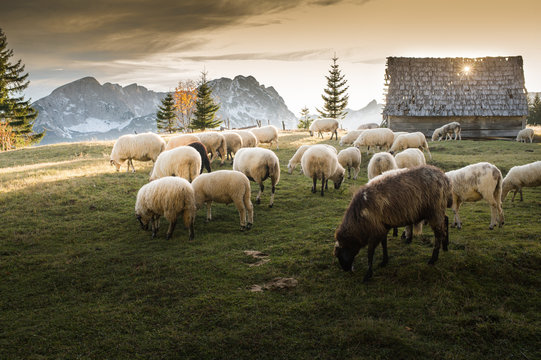 Flock of sheep grazing