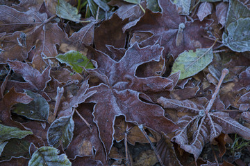 Frozen leaves