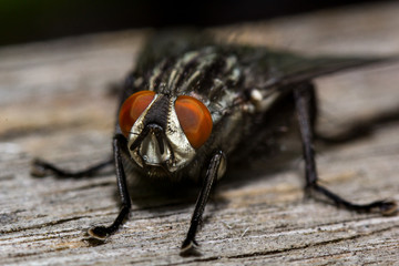 Fliegenauge