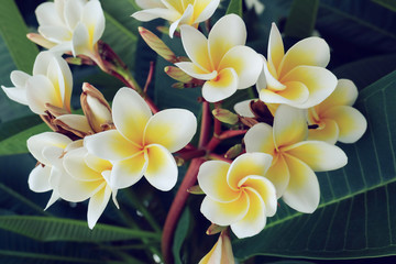 white frangipani tropical flower, plumeria flower fresh blooming