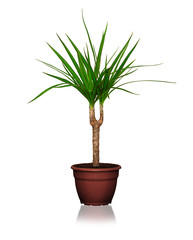Dracaena flower in pot isolated