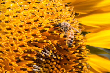 bee working on a sunflower