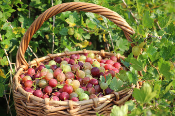 Basket with a gooseberry against a bush.