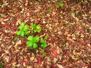 紫陽花の若葉と枯れ葉