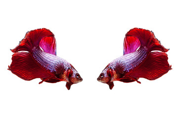 Red siamese fighting fish on a white background.