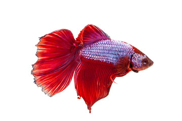 Red siamese fighting fish on a white background.