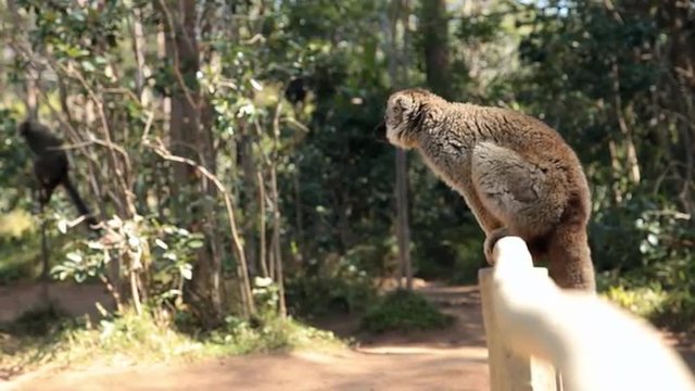 Static view of lemur sitting on wood fence looking around.