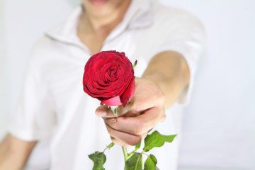 Rose for you