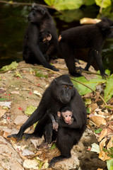 Celebes crested macaque