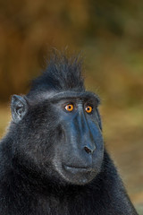 Celebes crested macaque
