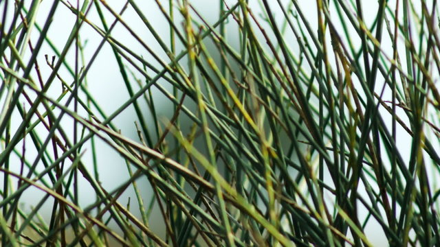 Royalty Free Stock Video Footage of a lone tree seen through grass shot in Israel at 4k with Red.