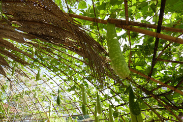 gourd calabash growing on arch pergola