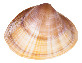 shell of clam mollusc close up isolated on white