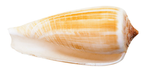 empty mollusc shell of sea cone snail isolated © vvoe