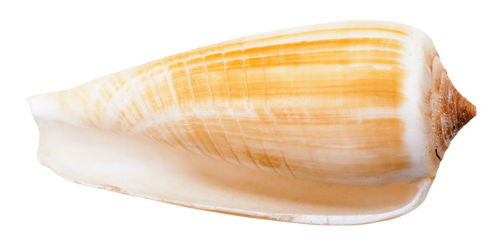 empty mollusc shell of sea cone snail isolated