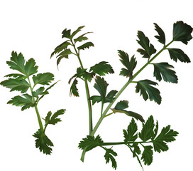 two green celery branches on white