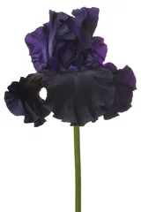 Abwaschbare Fototapete Iris iris