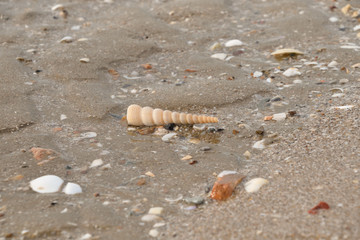 Shell on the beach