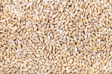 many pearl barley seeds
