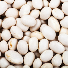 raw white haricot beans close up