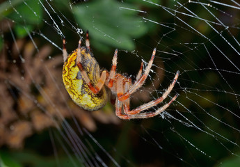 Garden-spider on spider-web 5