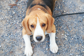 nice beagle dog boy looking
