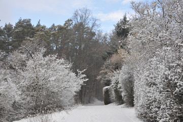 winter forest