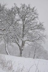 Fototapeta na wymiar winter tree