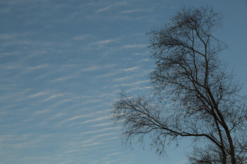 tree silhouetted against a cloud speckled sky at sunset