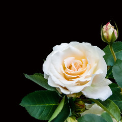 White Rose