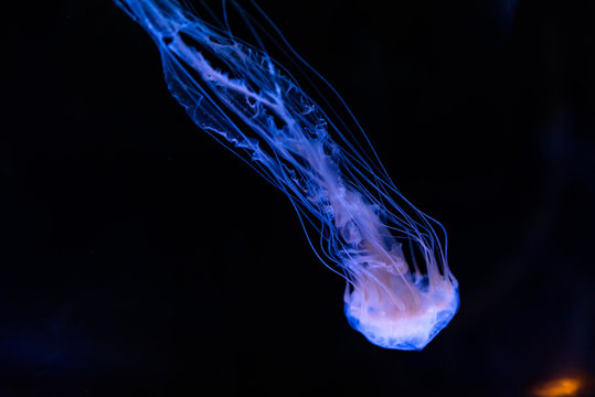 Atlantic sea nettle or East Coast sea nettle Jellyfish