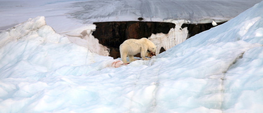 Polar bear and ivory gull on iceberg with ithe prey
 