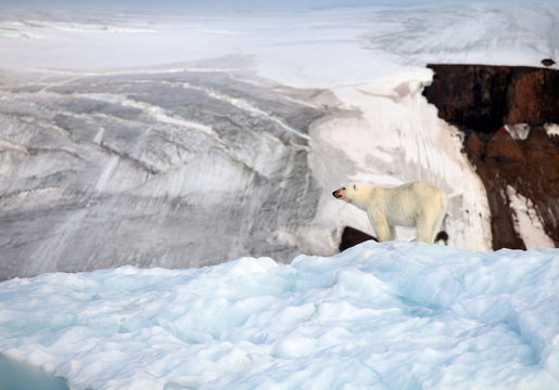 Polar bear in natural environment
