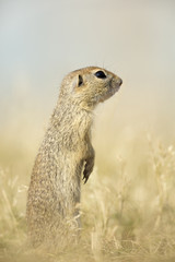 European Ground Squirrel