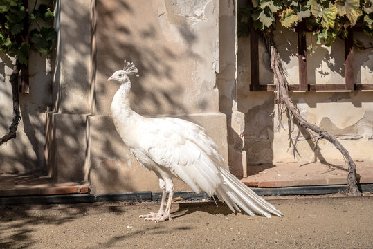 Fototapeta white peacock in the park