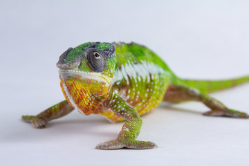 Chameleon Pardalis