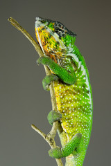 Chameleon Pardalis